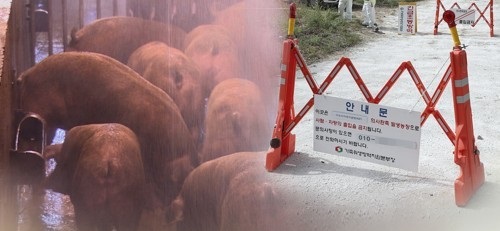 경기 파주 이어 연천서도 아프리카돼지열병 잇달아 발생 [연합뉴스]