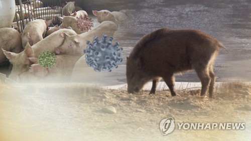 연천 민통선 근처 멧돼지서 또 돼지열병 바이러스 검출 [사진=연합뉴스TV]